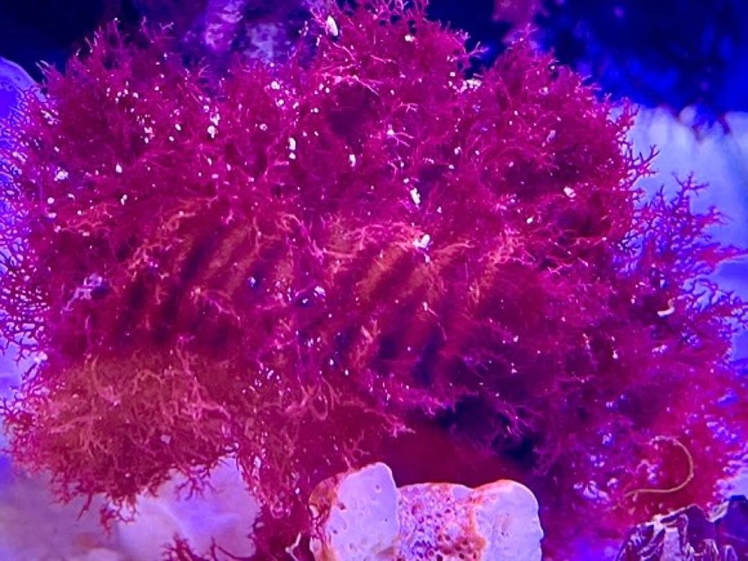 匿名配送】 海藻 いろいろ セット 宅急便