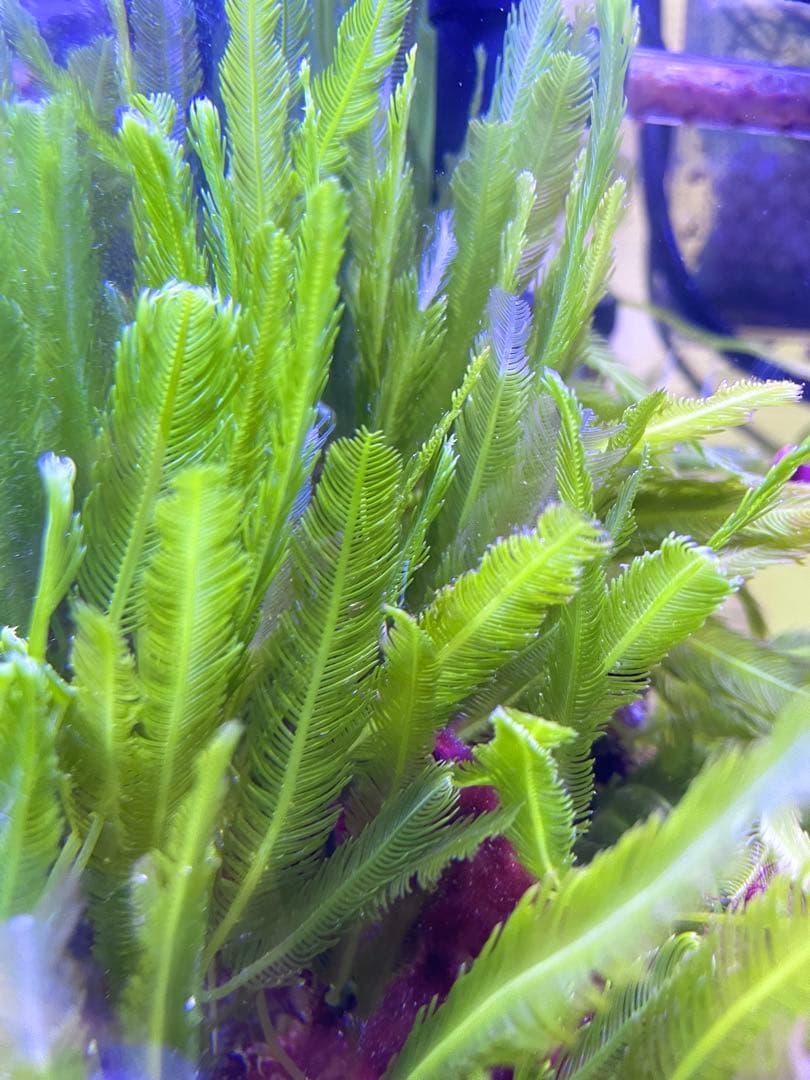 匿名配送】 海藻 いろいろ セット 宅急便