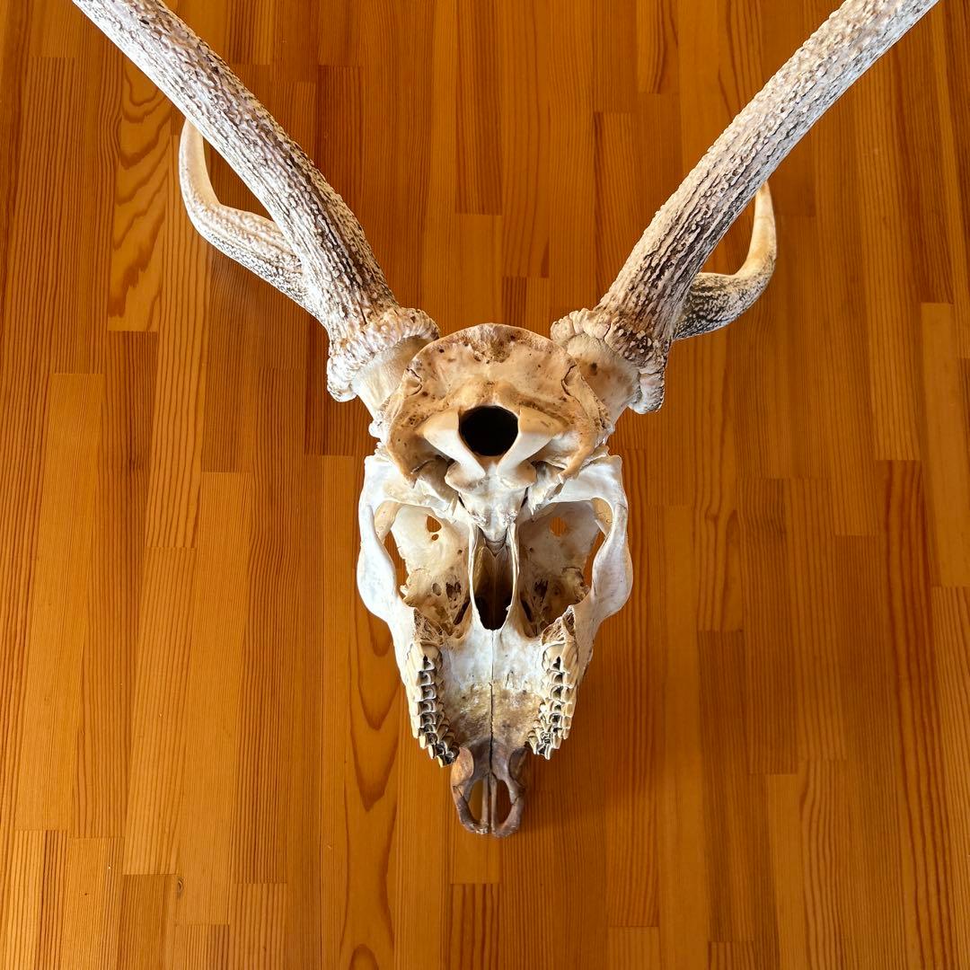 鹿の角 両角 顔付き エゾシカの角 - メルカリ