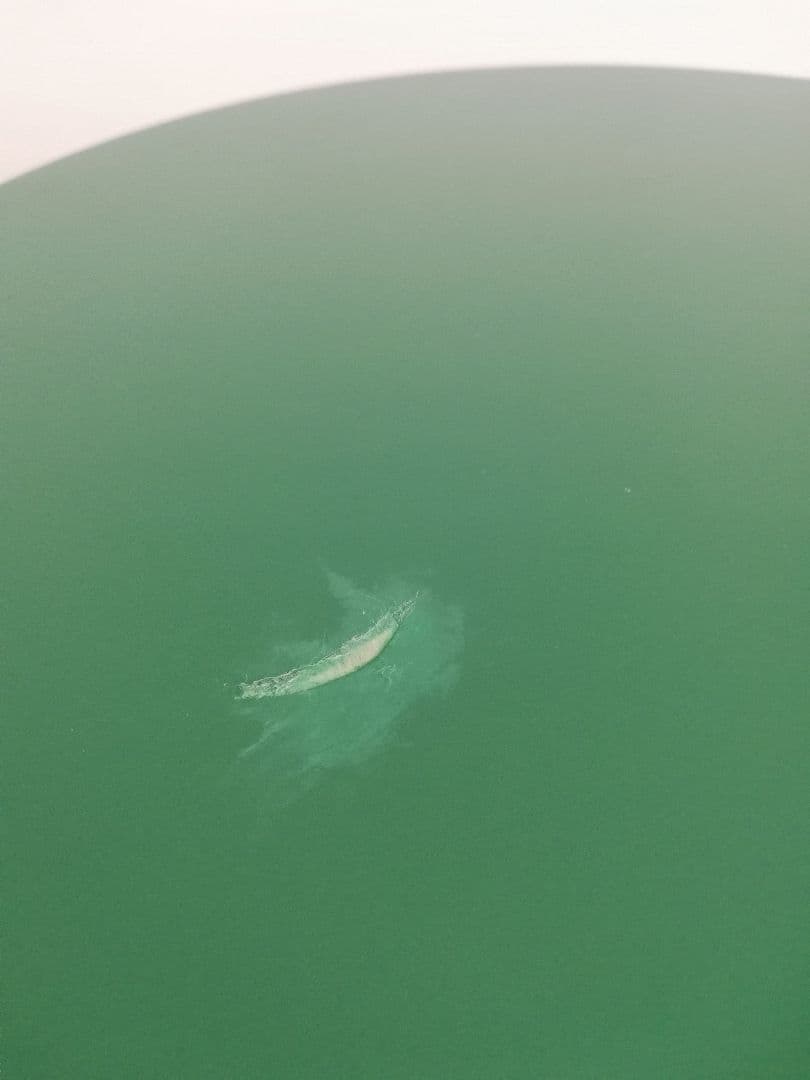 アルテック artek Paimio 90 Years