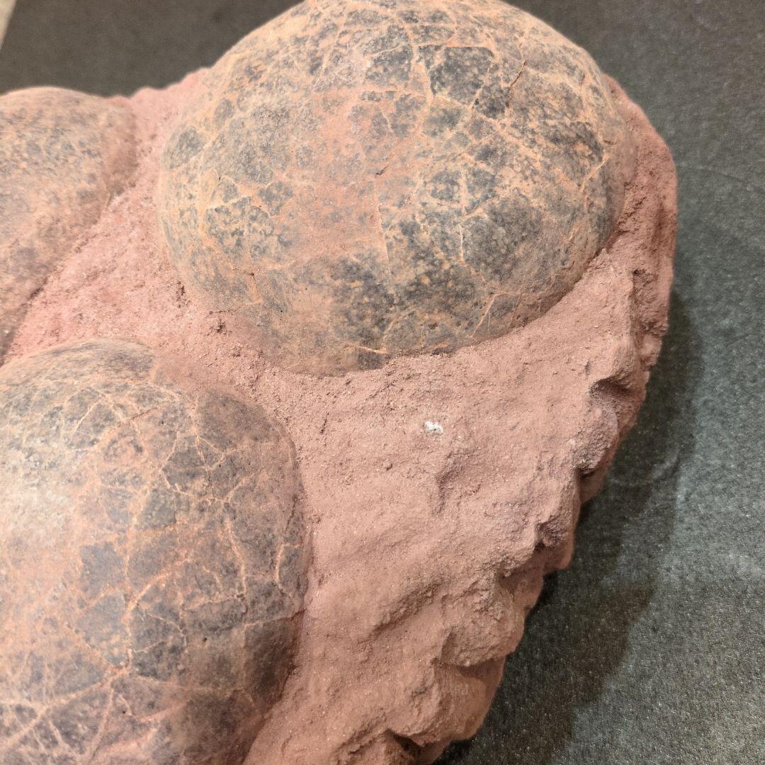 貴重)恐竜ハドロサウルスの卵化石（3個）中国補修あり