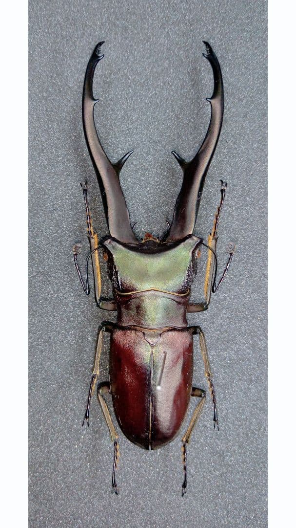 特コレクションシリーズ激レアOrnithoptera tithonus ssp.