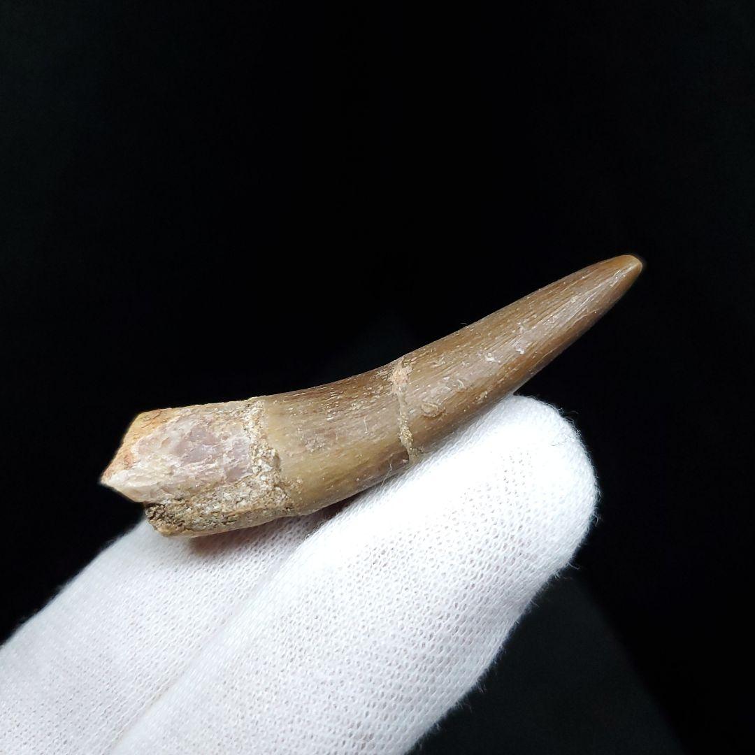 美品 プレシオサウルス 化石 歯 本物 モロッコ産 50mm pr100