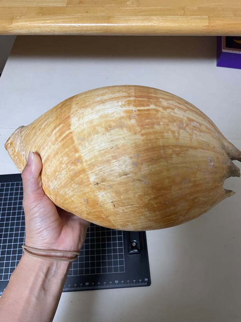ヤシガイ 貝殻 標本