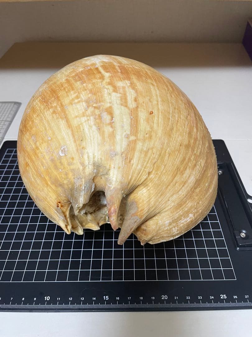 ヤシガイ 貝殻 標本