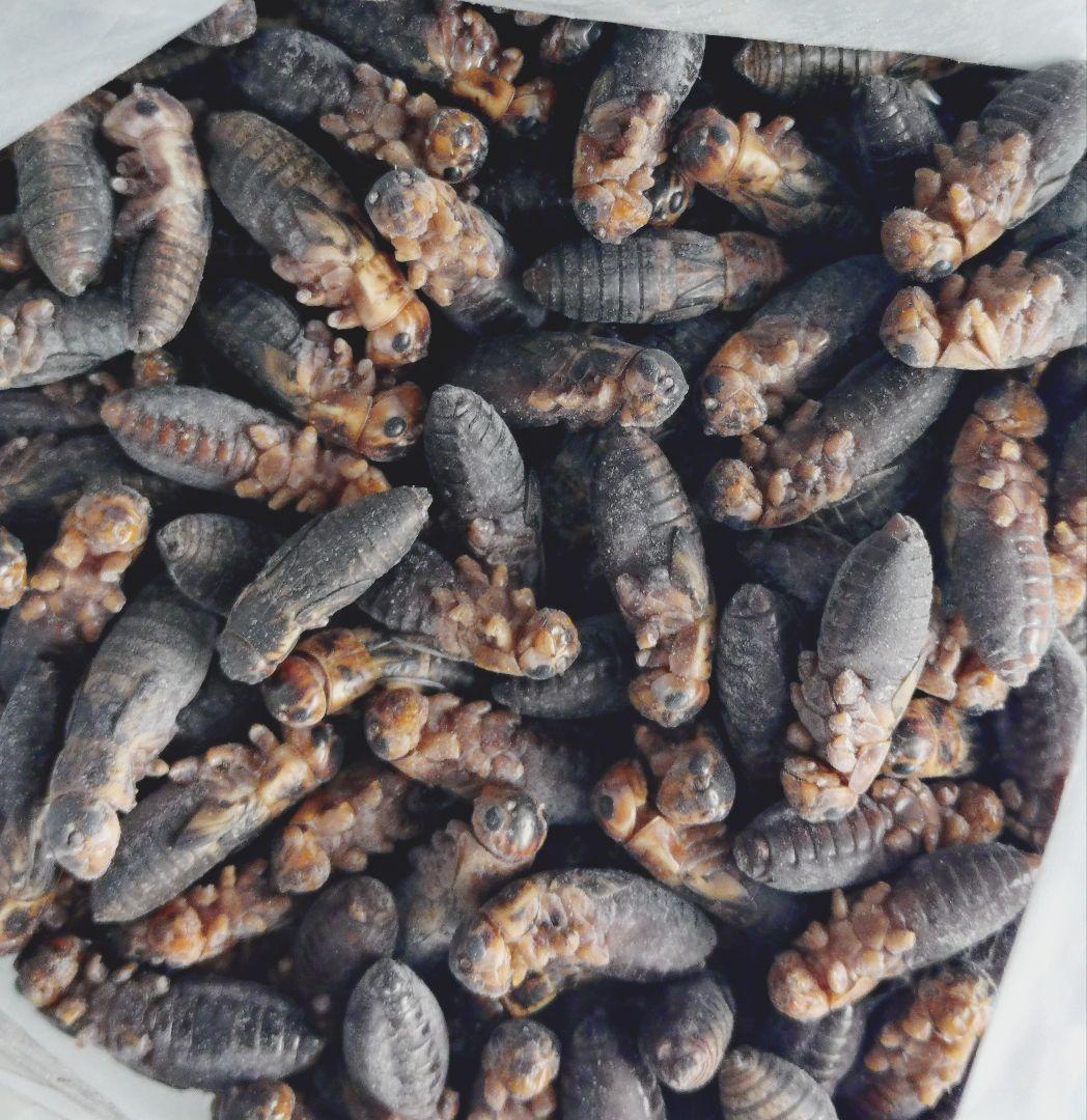 賈琦様冷凍ファジー10匹ファジーS 30匹アダルトM 10匹フタホシ