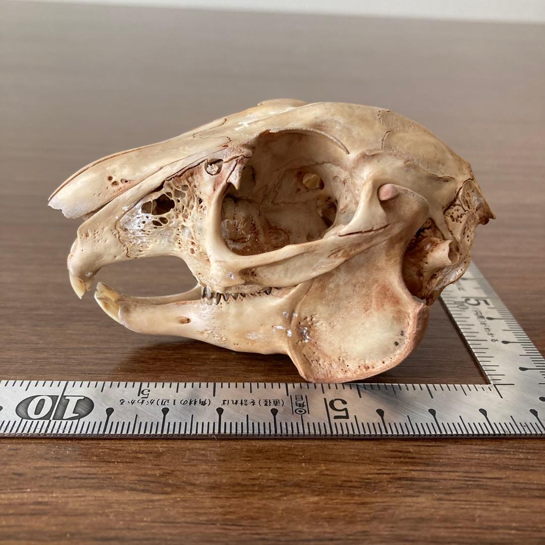 ノウサギの骨標本 頭骨標本