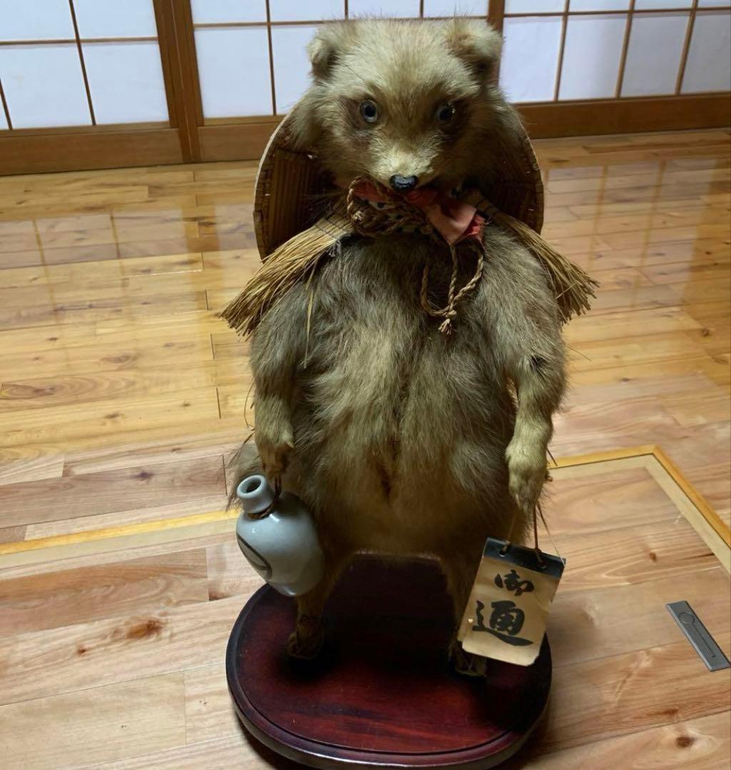 釣り師狸（タヌキ）置物/ たぬきの剥製 釣り師狸（タヌキ）置物