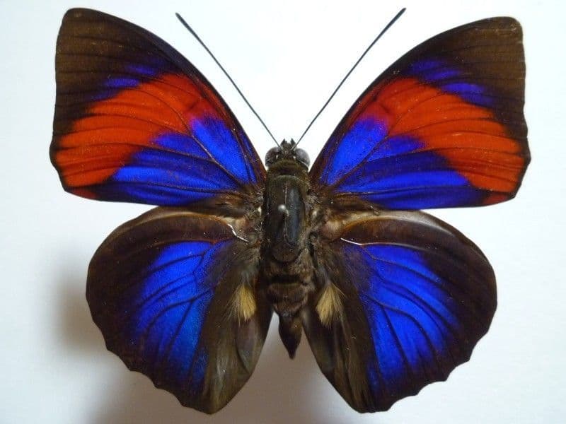 外国産蝶標本】アグリアス・ナルキッサス♂/ブラジル産/78mm