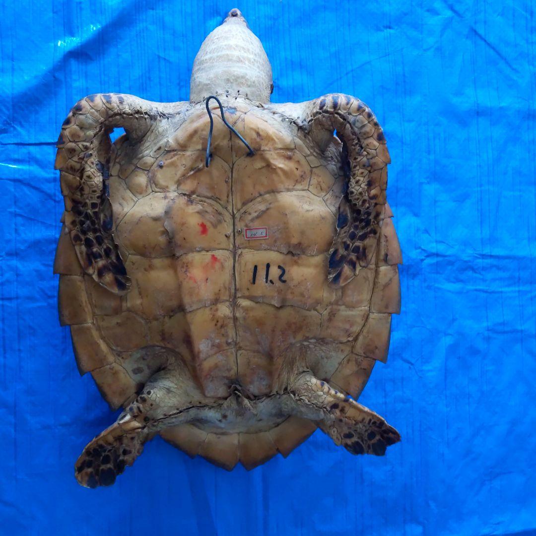 ②うみがめ〚タイマイ〛の剥製 壁掛けフックつき