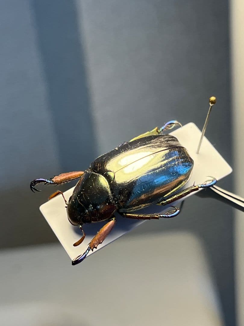 27mm】クリサルギレアプラチナコガネ 標本カナブン ウグイスコガネ