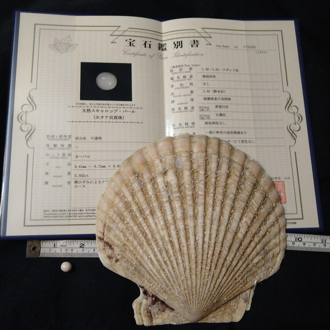 スキャロップパール (天然帆立貝から希少な大きなパール)、鑑定書付き