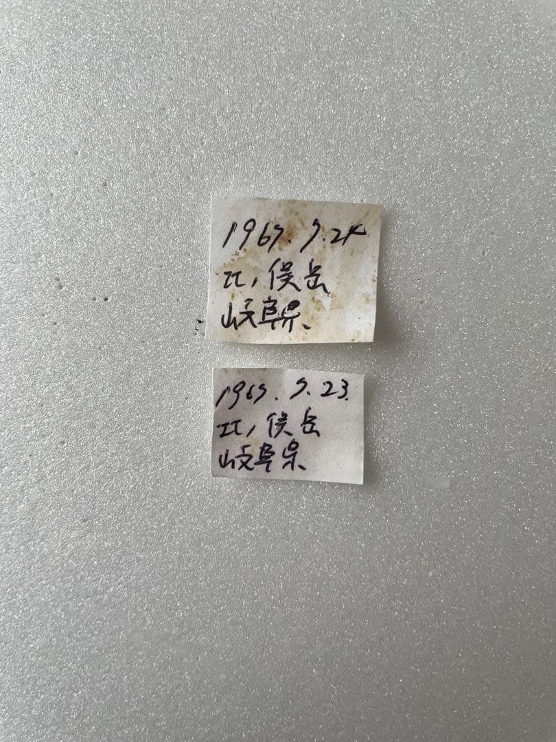 ペア】タカネヒカゲ（岐阜県）