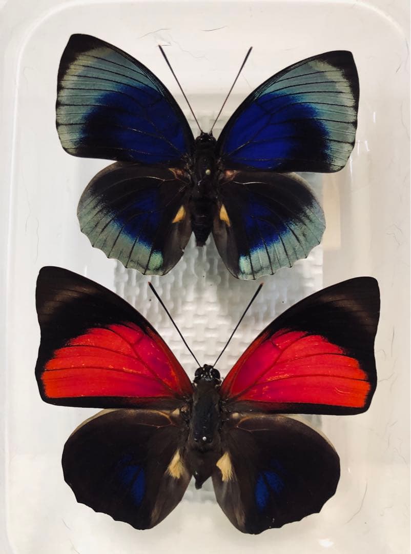 マンデブラリス☆究極標本2ex パプア産 大型 56mm/58mm 凄デザイン