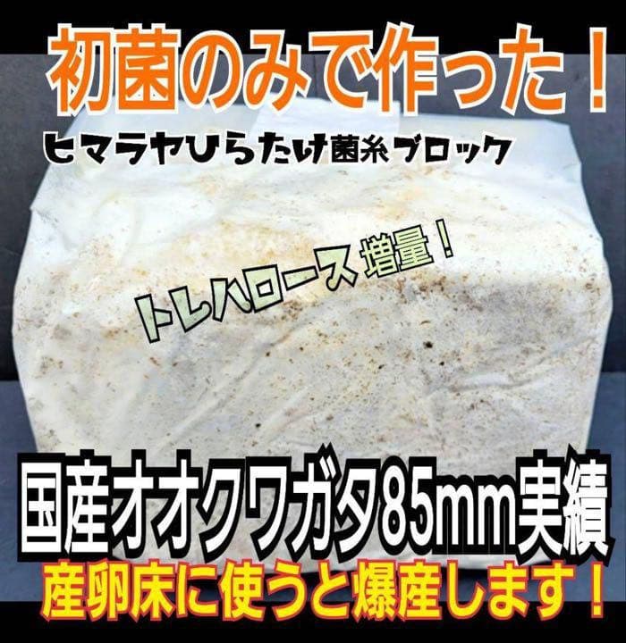 極上！ヒマラヤひらたけ菌糸ブロック【7個】トレハロース強化配合！オオクワに抜群！ 極上！ヒマラヤひらたけ菌糸ブロック【7個】トレハロース強化配合