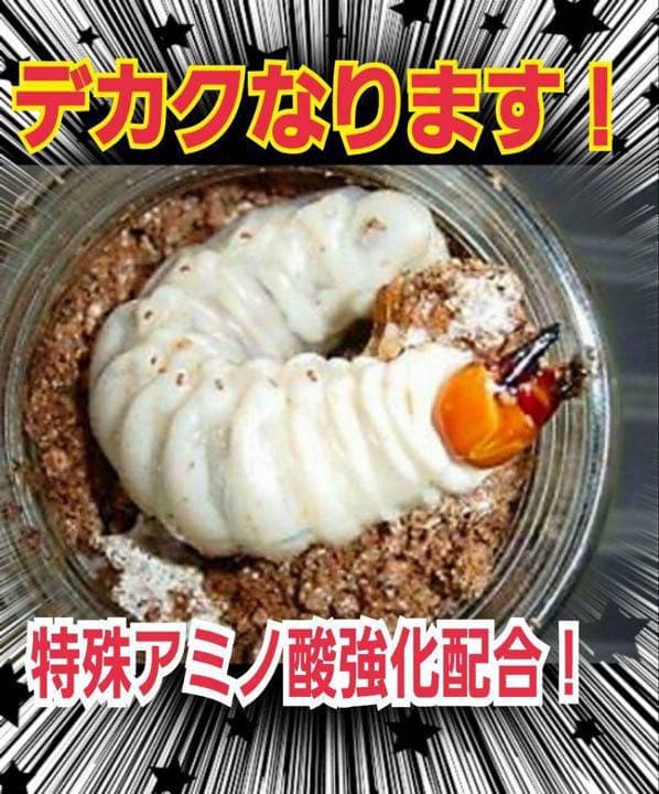 極上！ヒマラヤひらたけ菌糸ブロック【7個】トレハロース強化配合