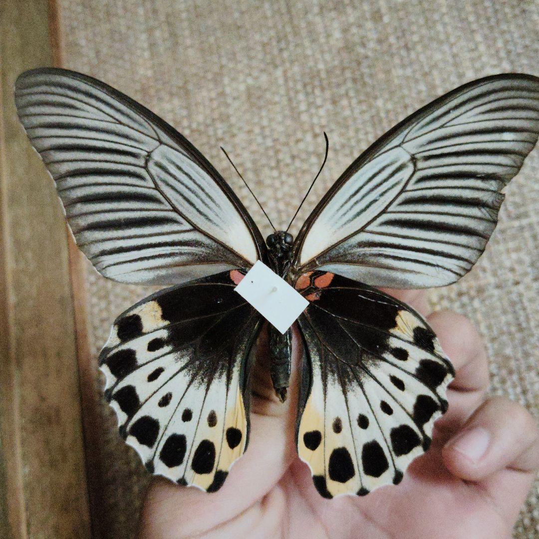 蝶標本 ナガサキアゲハ sipora島産 インドネシア