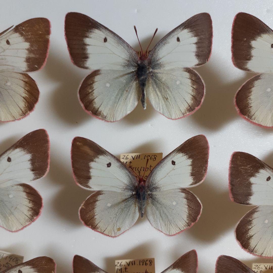 蝶標本 ミヤマモンキチョウ (規制前採集)ドイツ標本箱二箱入り