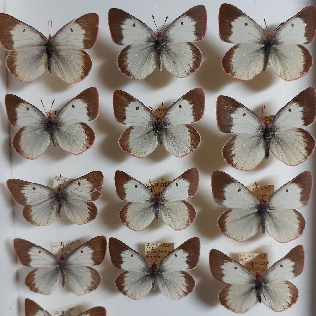 蝶標本 ミヤマモンキチョウ (規制前採集)ドイツ標本箱二箱入り