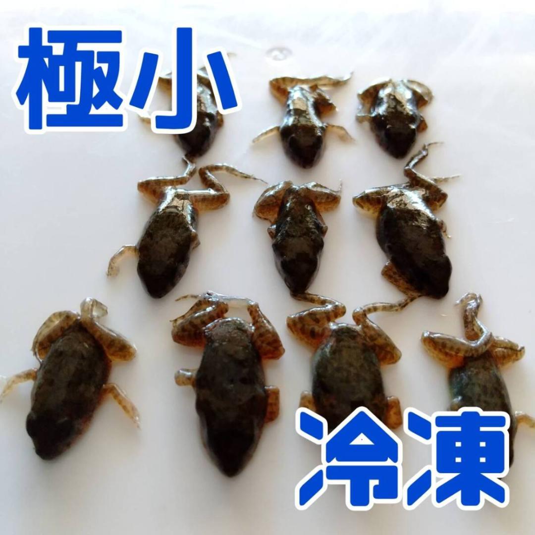冷凍餌 極小サイズ 10匹 胴長1.5cm以下 ヌマガエル エサ用蛙 ヘビ 蛇