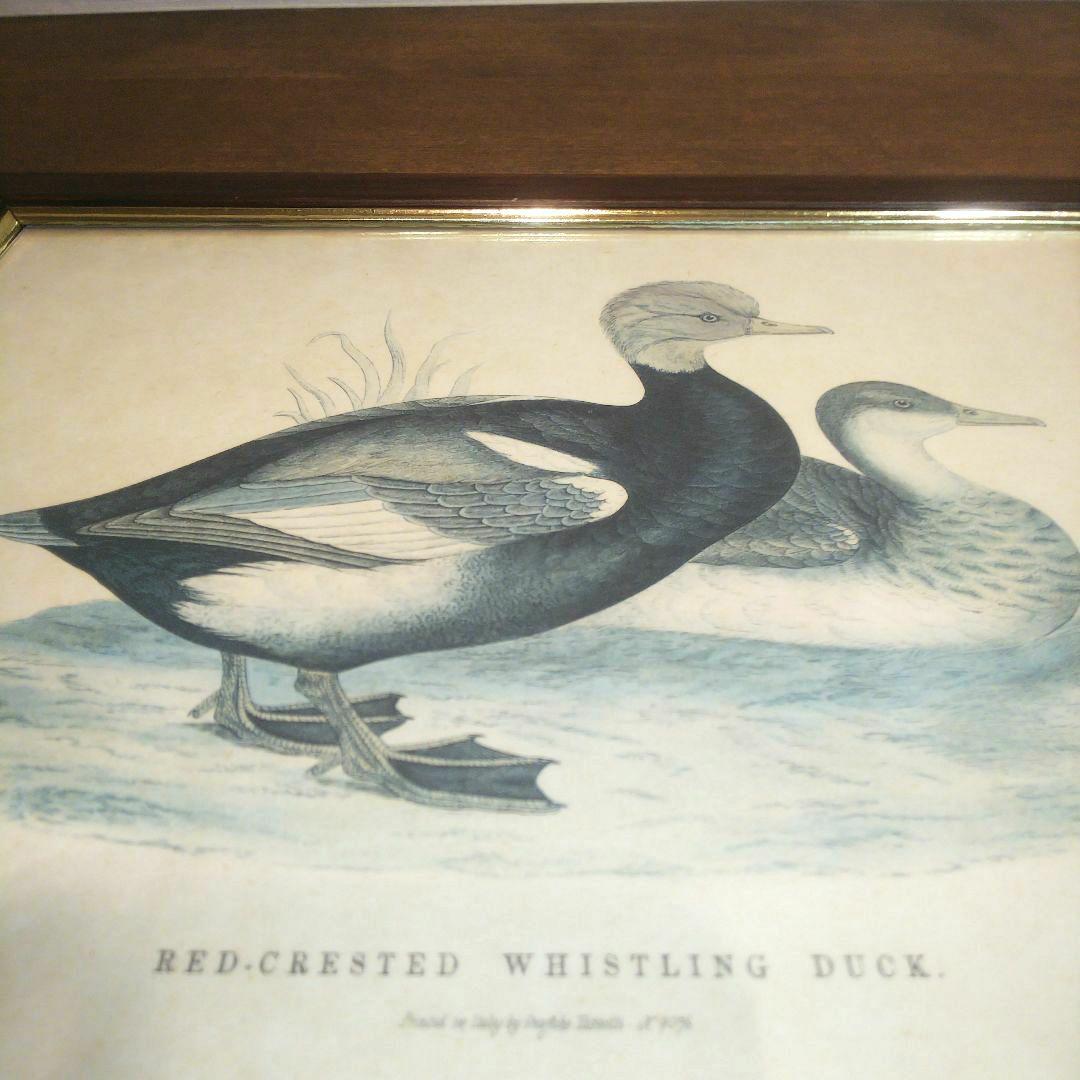 M*e様 Grafiche Tasgotti イタリアン プリント 水鳥 ４点セ