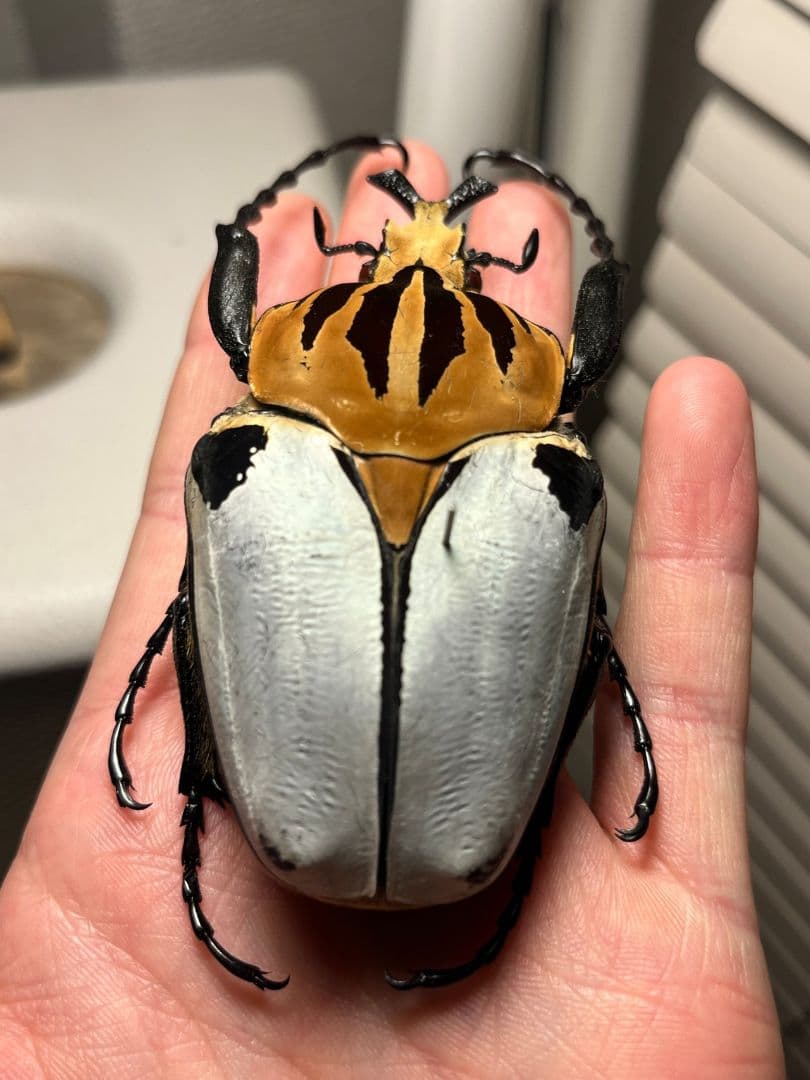 極BIG】カタモンゴライアスオオツノハナムグ 81mm程♂ Goliath標本