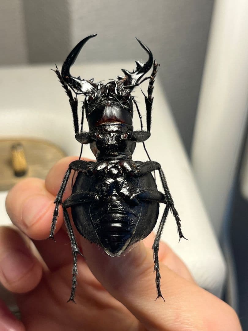 巨大♂】オオエンマハンミョウ Manticora タンザニア産 昆虫標本