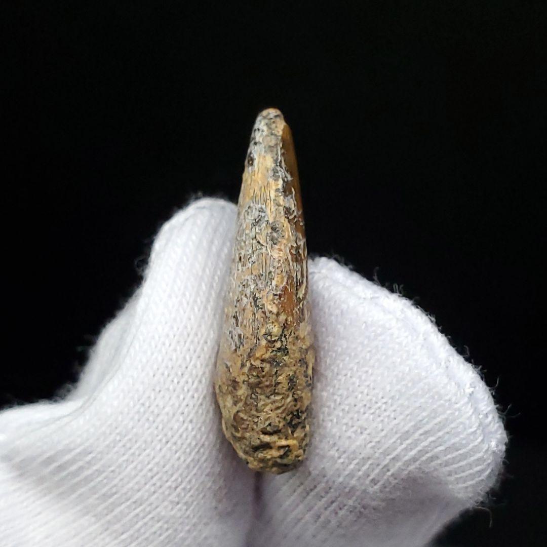 希少 ネオヴェナトル 化石 歯 恐竜 本物 ワイト島産 21.26mm fr83