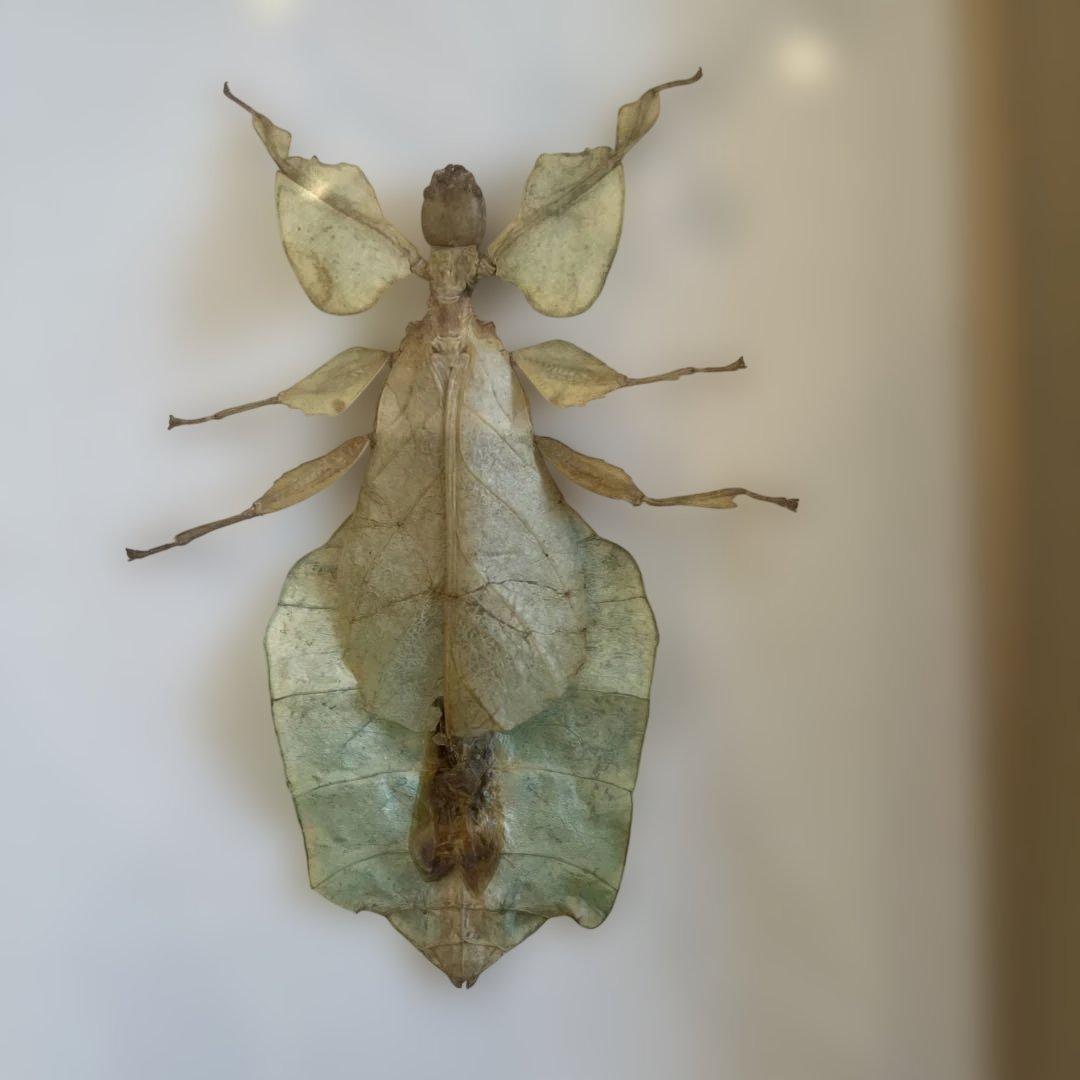 マレーシア 剥製ヴィンテージマレーオオニフシ 標本