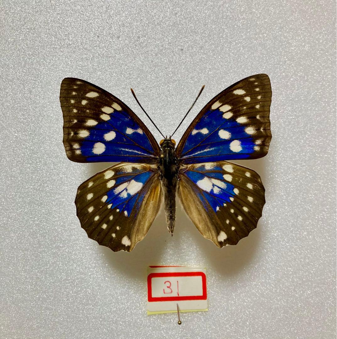 スギタニ型】モルフォオオムラサキ（1オス、滋賀県産） 2020年7月中旬