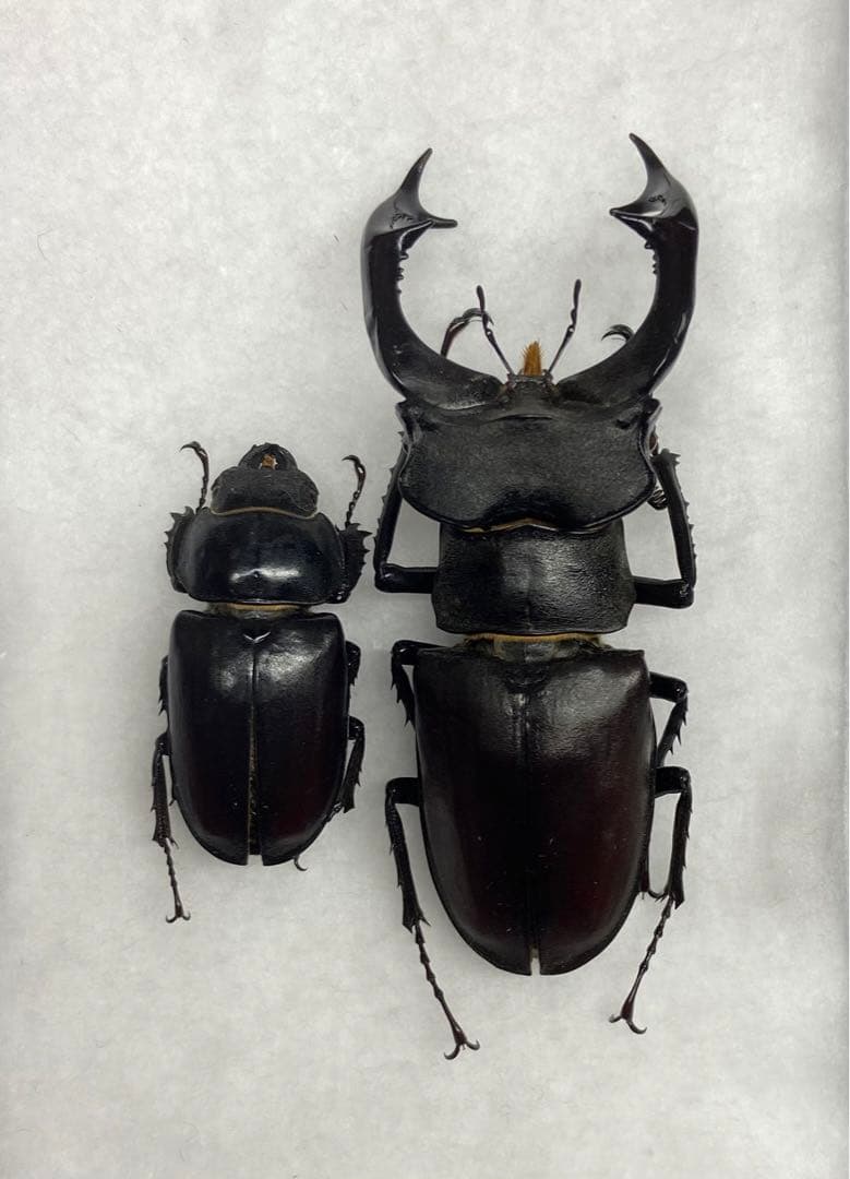 ウクライナ産 ヨーロッパミヤマクワガタ ペア 野外採集品 クワガタ
