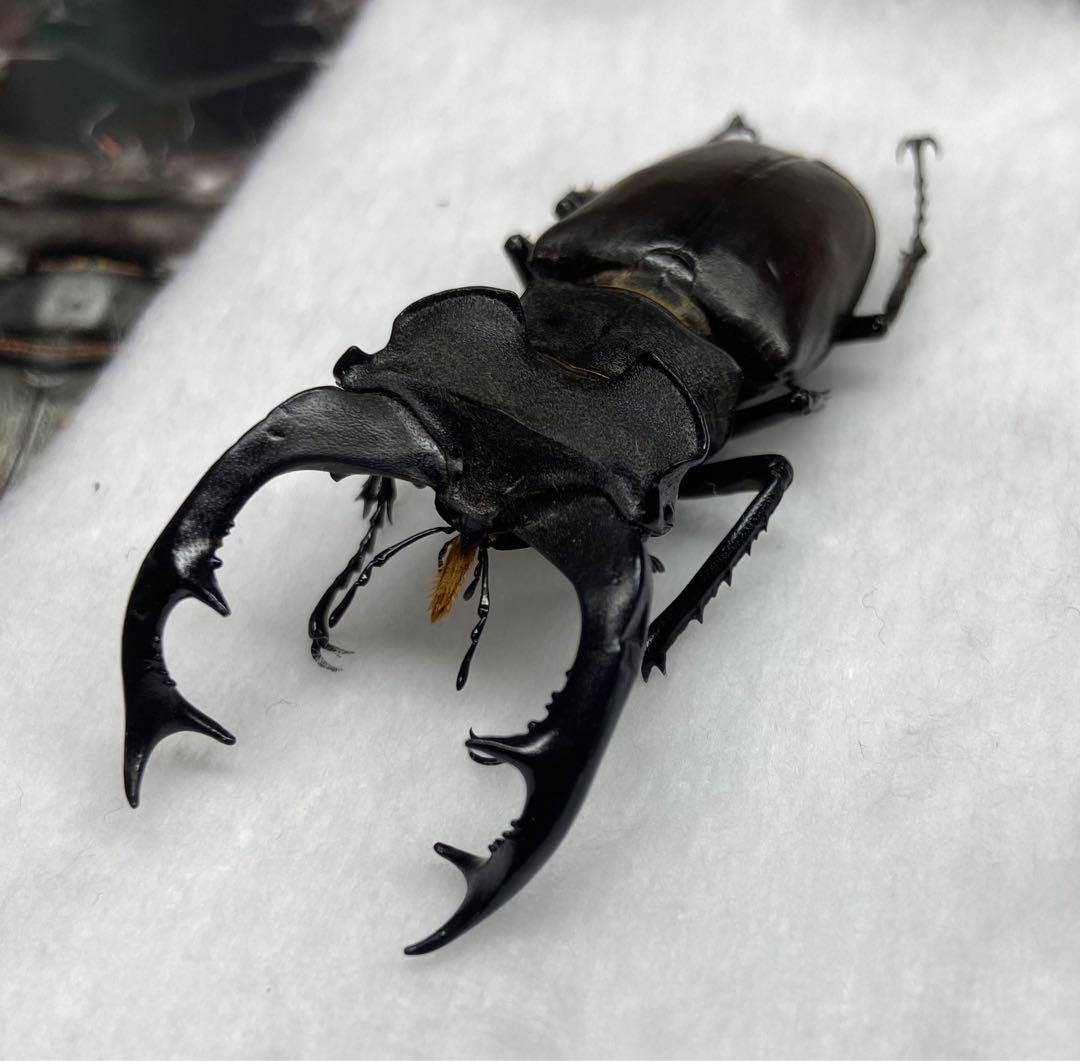 ウクライナ産 ヨーロッパミヤマクワガタ ペア 野外採集品 クワガタ