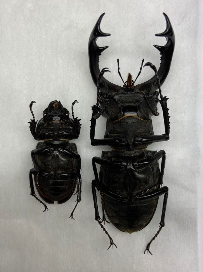 ウクライナ産 ヨーロッパミヤマクワガタ ペア 野外採集品 クワガタ