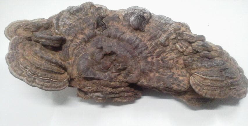 大きめ サルノコシカケ さるのこしかけ 北海道産 - メルカリ