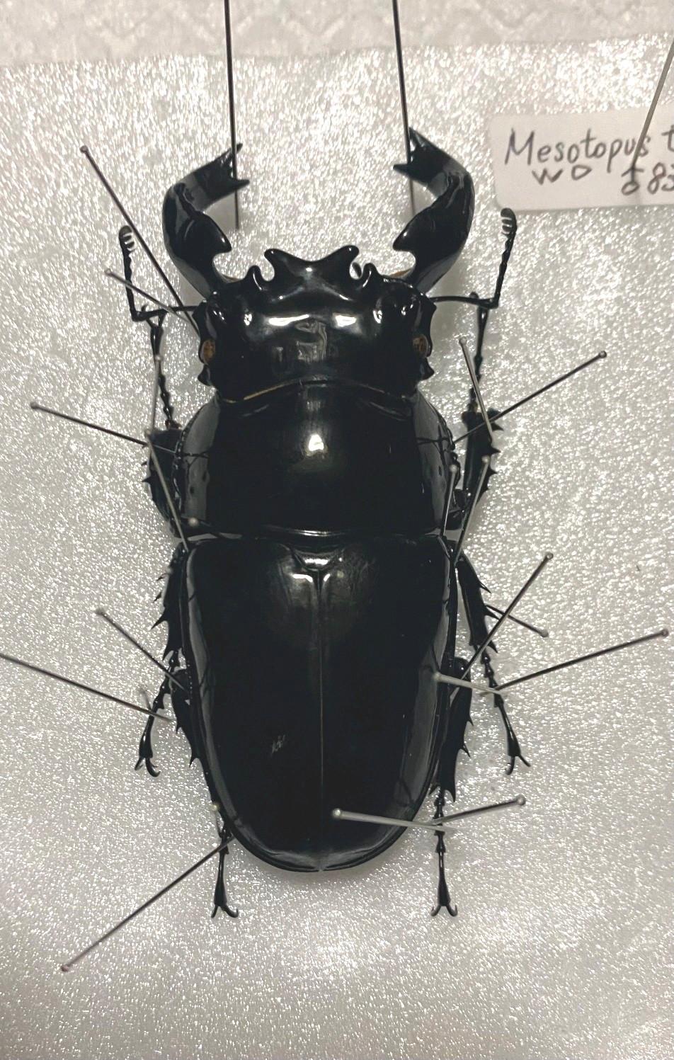 タランドゥスオオツヤ野外PA標本