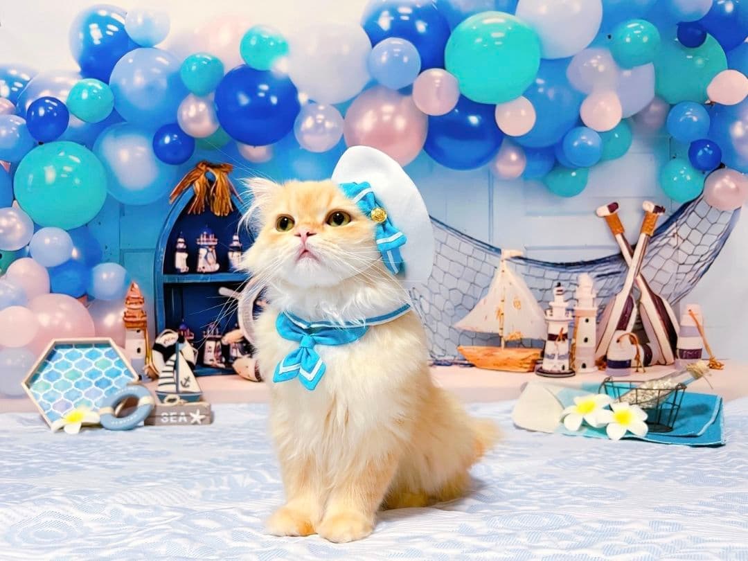 背景布【紫陽花B】サンプル 梅雨 ペットトリミングサロン撮影用フォト