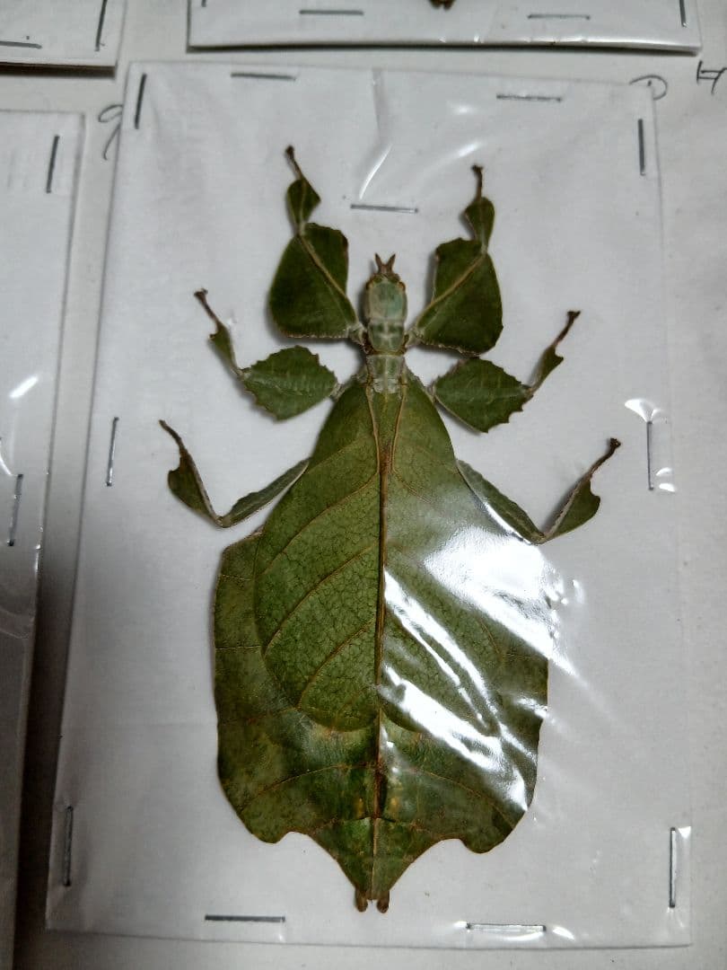 海外産標本｜インドネシア産 ナナフシモドキ（木葉虫）昆虫標本 【楽天