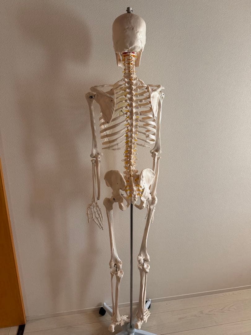 170cm 人体模型 可動関節 等身大 医療用
