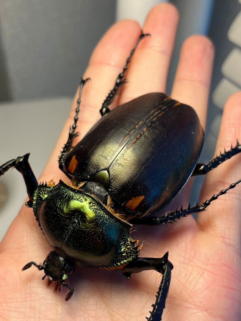 73mm】ヤンソニーテナガコガネ カメムシサシガメ甲虫昆虫標本ハムシ