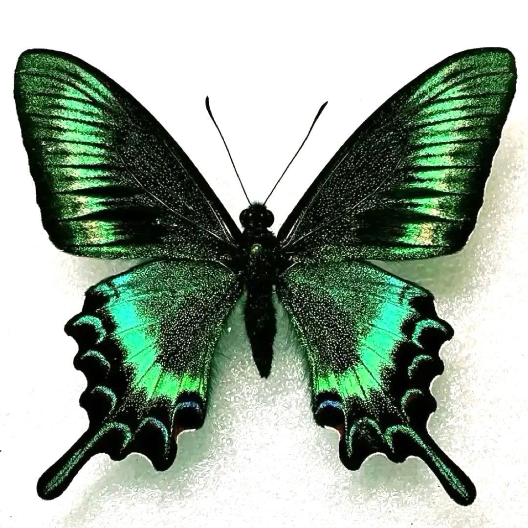 蝶標本 ミヤマカラスアゲハ春型♂ 北海道産 採集品 急な決断・・・ちょ～