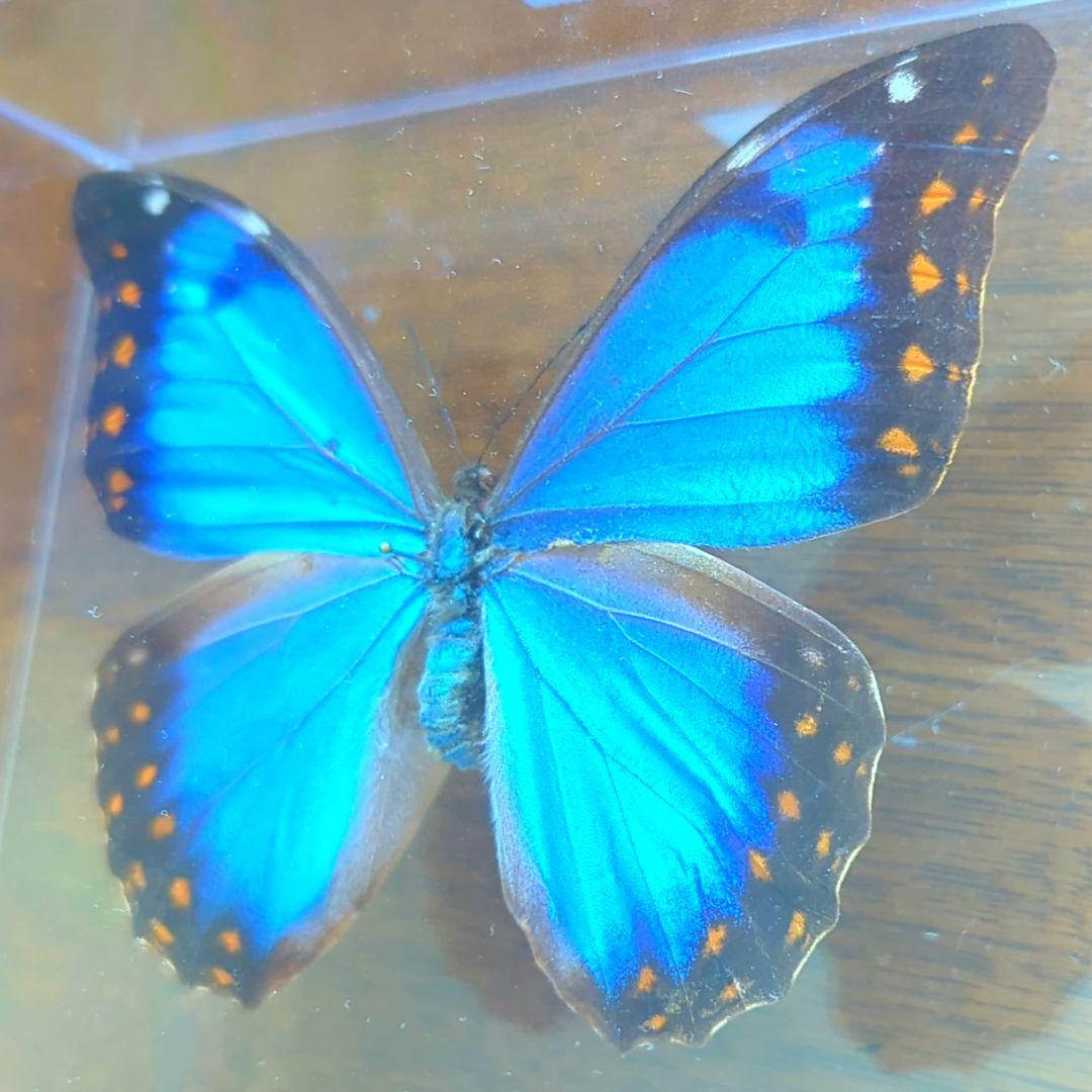 アナクシビアモルフォ　メス　蝶　標本　蝶　美麗　希少　激レア　昆虫　青い宝石