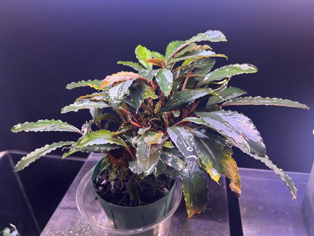 AZ便】Bucephalandra sp. Deep Purple 初便