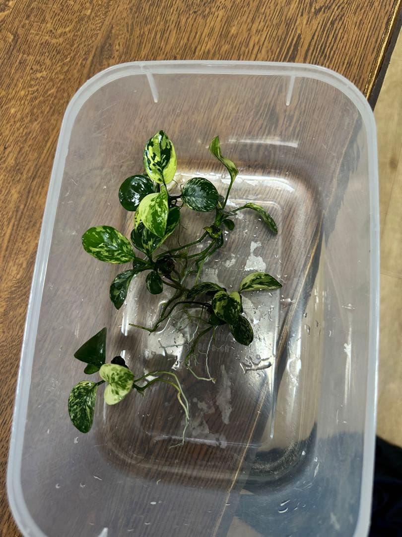 アヌビアスナナ 斑入りキング 5株