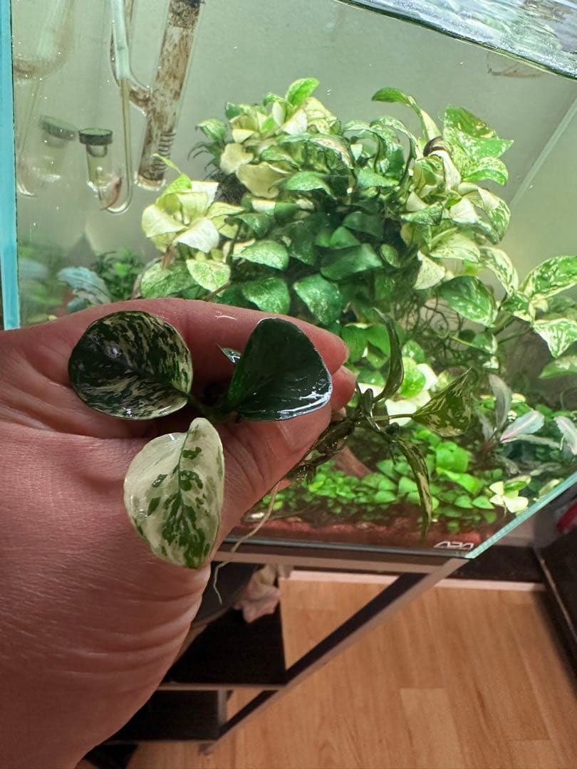 アヌビアスナナ 斑入りキング 5株