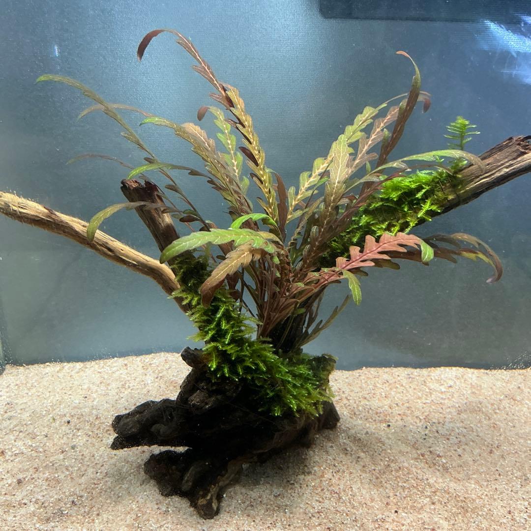 第四種郵便】ジャイアント南米モス活着ティア付流木12cmとピンナ流木