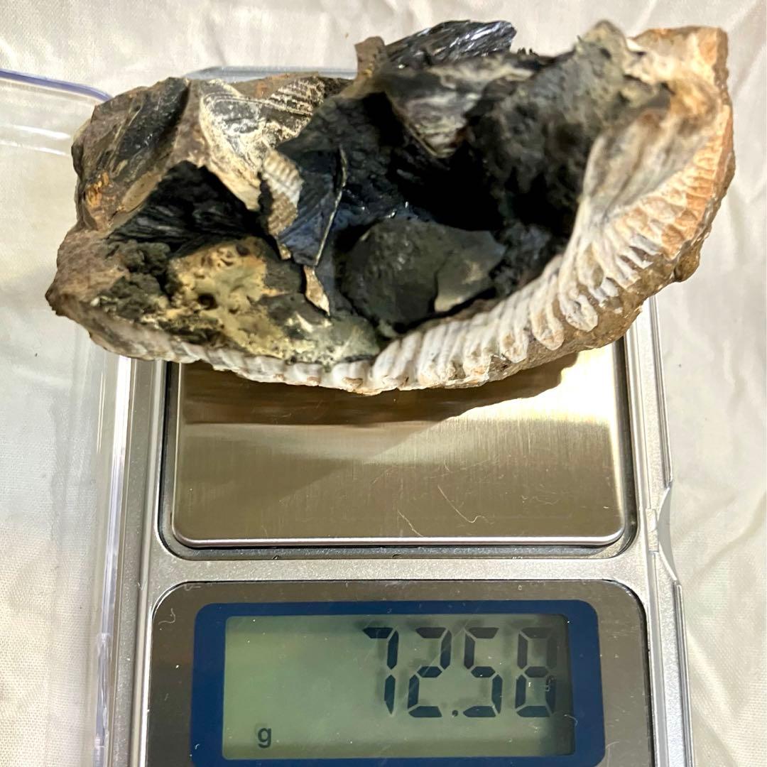 希少 ヴィヴィアナイト シェルフォッシル 藍鉄鉱 貝化石 原石 標本 72g