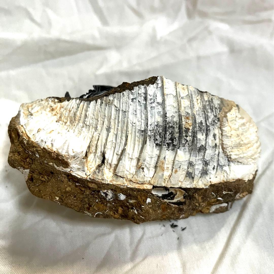 希少 ヴィヴィアナイト シェルフォッシル 藍鉄鉱 貝化石 原石 標本 72g