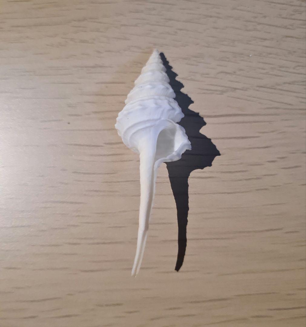 貝殻 Coluzea Groschi