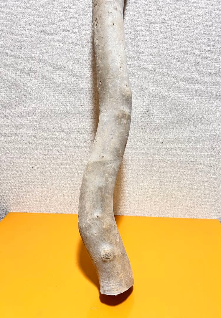 G7 流木 灰汁抜き処理済み 美肌美白特大流木122cm 格安！アク抜き済み