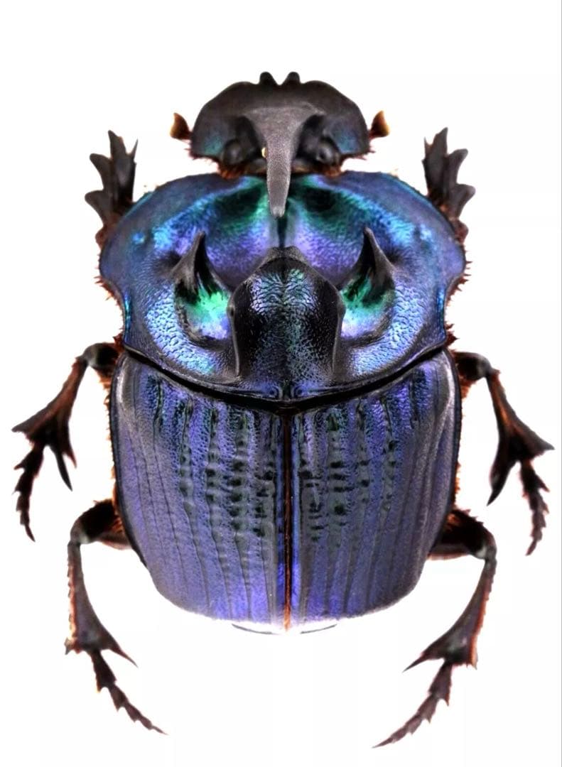 ボナリエンシスオオニジダイコクprブルー系大型パッキング標本